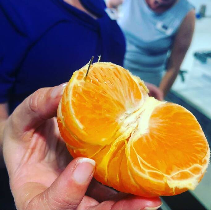 The needle found in a mandarin by Percival Property staff. Photo: Facebook.