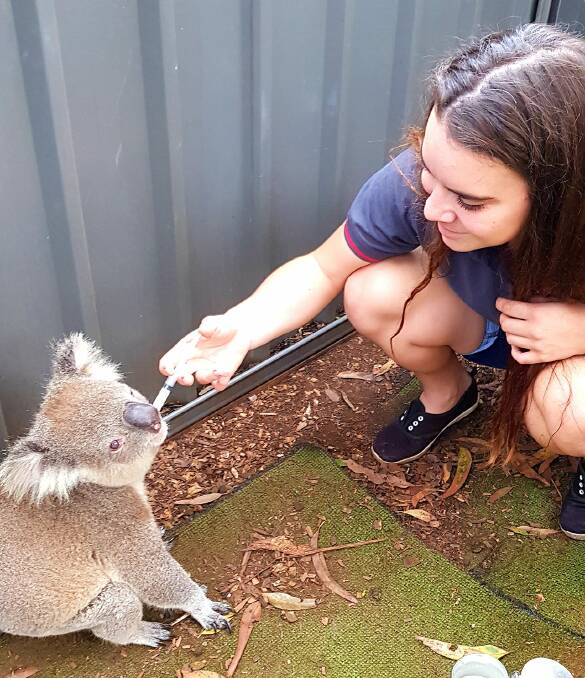 Teresa Cochrane's research involves analysing soil treatments applied to one of the Koala Hospital Port Macquarie's long-term koala food tree plantation called Moripo.