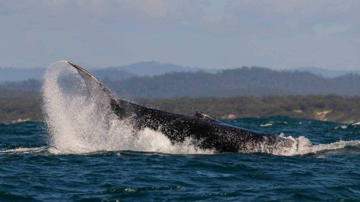 Making a splash: Whales have been spotted off the Hastings coastline putting on a show early in the migration season. Photo: JODIE LOWE.