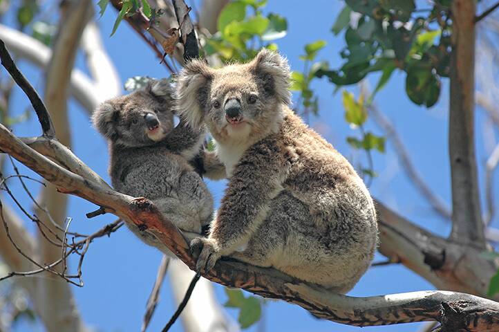 It is estimated that up to 80 per cent of the Kangaroo Island koalas and at least 30 per cent of populations in NSW died and many more were injured in the fires which swept across large areas of their habitats in eastern and southern Australia.