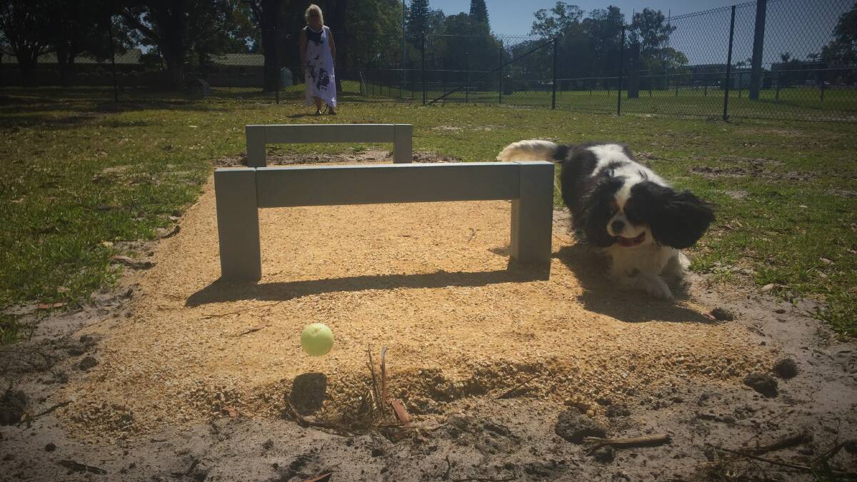 Fun times: Four-year-old Cavalier King Charles, Penny, chases a ball at Stuart Park's new off-leash dog park as her owner Helen Meers looks on.