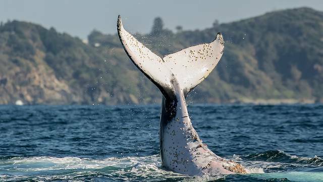 A whale gives onlookers a wave off Port Macquarie. Photo: JODIE LOWE.