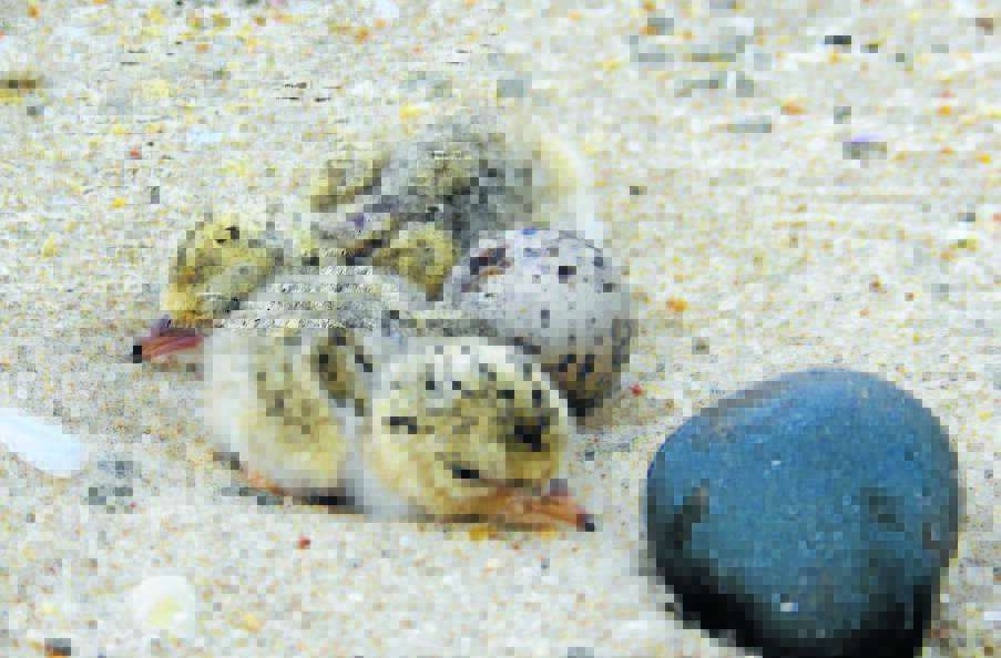 Little Tern hatchlings. The Manning entrance is one of the most significant breeding sites in Australia.