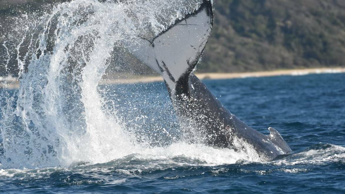 Whale tail: A humpback whale off Port Macquarie in June. Photo: Rob Dougherty.