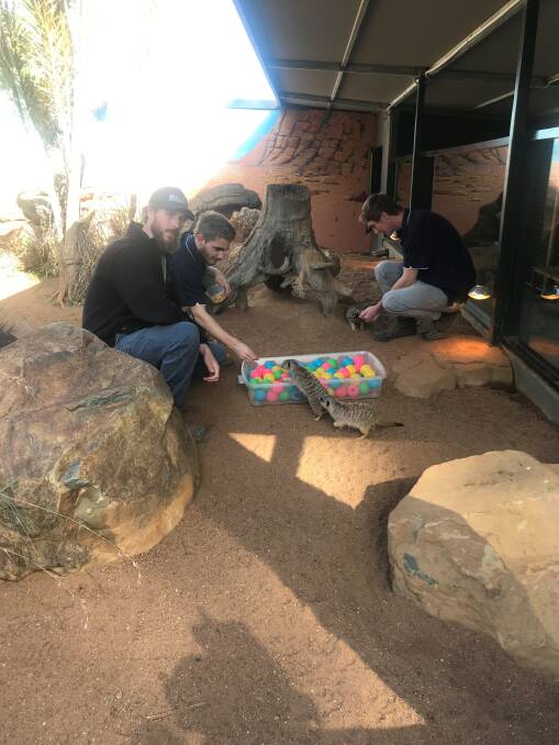 TAFE students explore the behaviours of the meerkats.