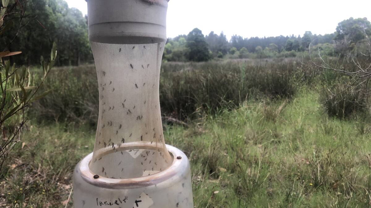 Mosquitoes are lured into the traps, counted and tested to see if they are carrying known pathogens.
