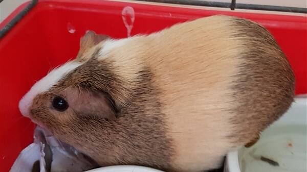 This week the RSPCA has three little guinea pigs looking for new homes. 