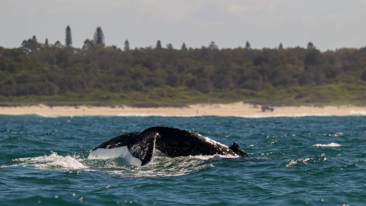 Making a splash: Whales have been spotted off the Hastings coastline putting on a show early in the migration season. Photo: JODIE LOWE.