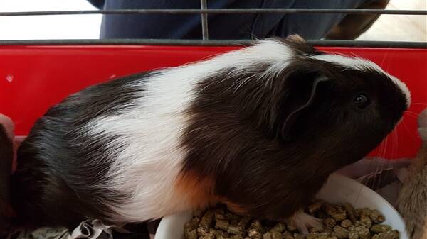 This week the RSPCA has three little guinea pigs looking for new homes. 