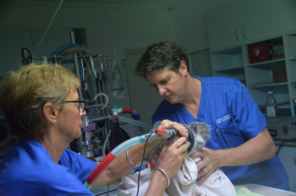 The Port Macquarie Koala Hospital’s clinical director, Cheyne Flanagan, joined Damien Higgins from Sydney University to deliver a talk – Koala Hospital: A Model for Wildlife Rehabilitation.