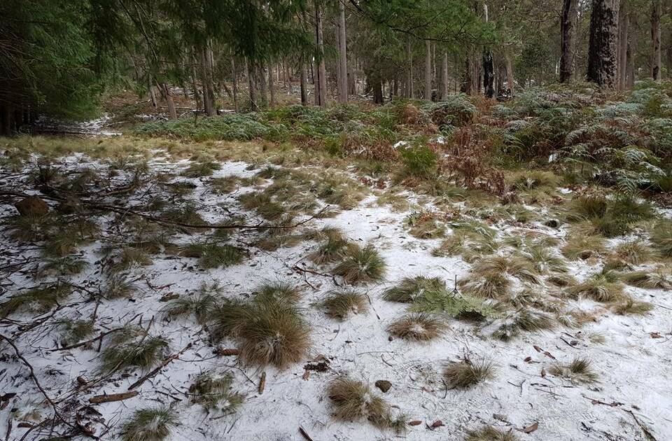 Dusting: Snow has cloaked Barrington Tops as a winter blast rolls across the state. Picture courtesy of Scott Smith from Barrington Tops Snow Chasers.