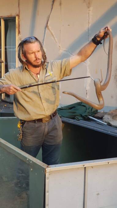 Reptile expert Stuart Johnson assesses the brown snake caught on Town Beach.