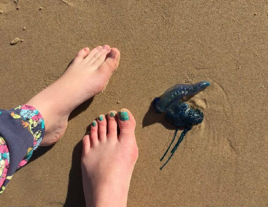 Large bluebottles washed ashore on Hastings beaches over the weekend. Photo: Linda Briede