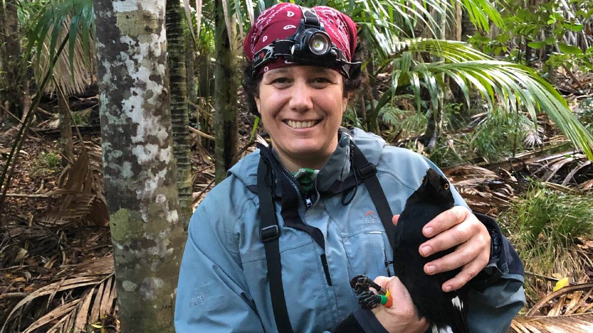  Dr Melanie Massaro on Lord Howe Island is investigating the effects of a rodent eradication program on the Lord Howe Currawong.