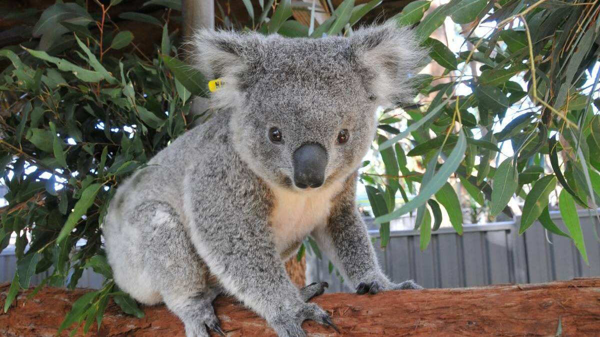 Have a say: Council is seeking feedback on key strategy and planning documents that aim to protect local koalas. 