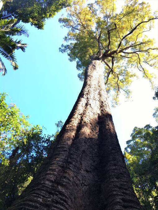 With a massive girth of more than 16 metres at its base, Old Bottlebutt is recorded as one of the largest and most unusual of the bloodwood species.