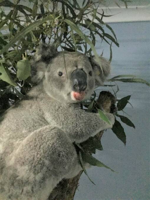 Injured koala Sherwood Henry. Photo: Port Macquarie SES.
