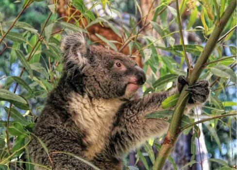 Not happy: Timber NSW says the new Koala SEPP will cripple agriculture, development applications and the private native forest industry.