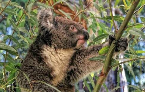 Recycle and help rehabilitate region's koala population