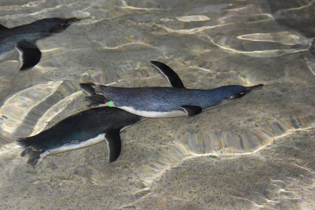 JUST KEEP SWIMMING: Little penguins swimming in their enclosure at the zoo.
