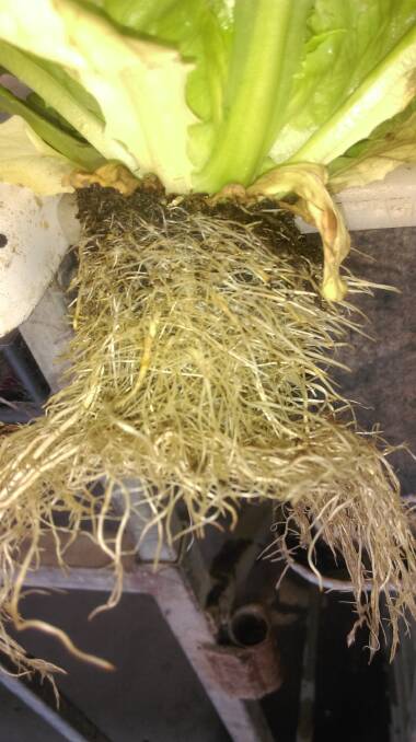 Ready roots: Mini Cos roots with a healthy root mass at Hastings Lettuce Farm. Photo: Supplied