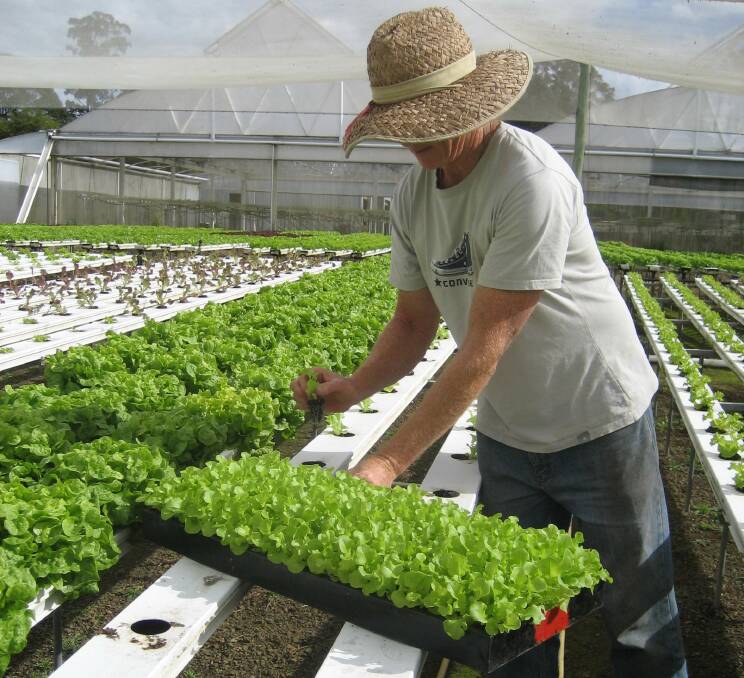 Hard at work: Lettuces being planted at Hastings Lettuce Farm. Photo: Supplied.
