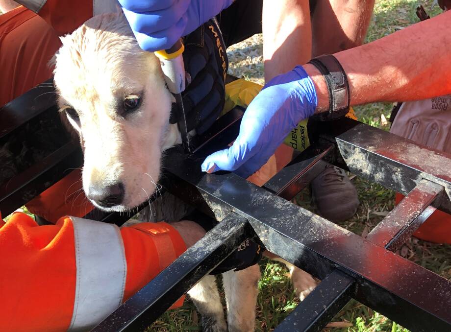 Unlucky pup: Young golden retriever, Nala being freed from a fence in Port Macquarie. Photo: SES Port Macquarie.