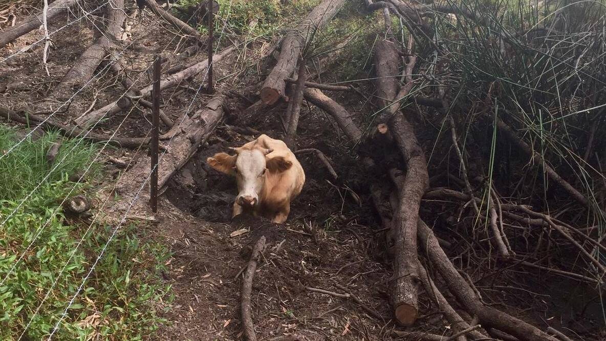 Stuck fast: Staff respond to a bogged bovine at Telegraph Point. Photo: SES
