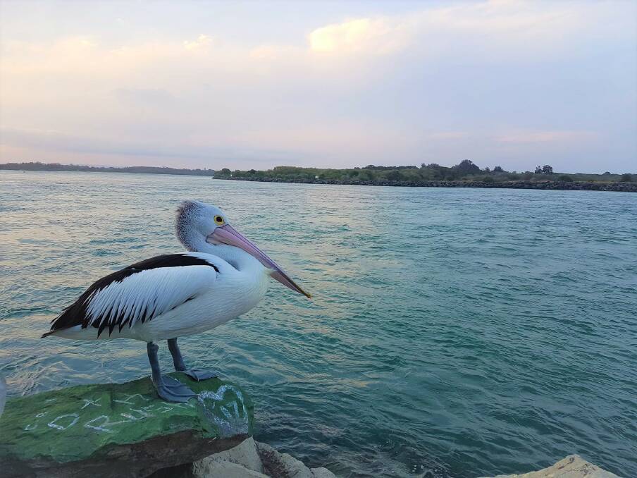 ON THE WISH LIST: Will you count a pelican during the Bird Count? Photo: Robert Dougherty.