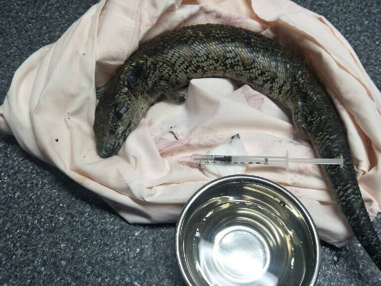ON THE MEND: An injured blue tongue lizard rescued in Port Macquarie. Photo: Scott Castle.