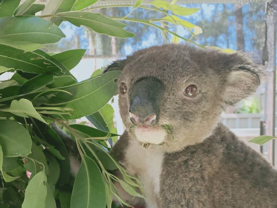 RECOVERY ROAD ENDS: LINR Paul at the Port Macquarie Koala Hospital. Photo: Supplied.