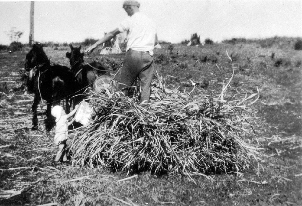 Bill Boyd with cane for feeding cattle.