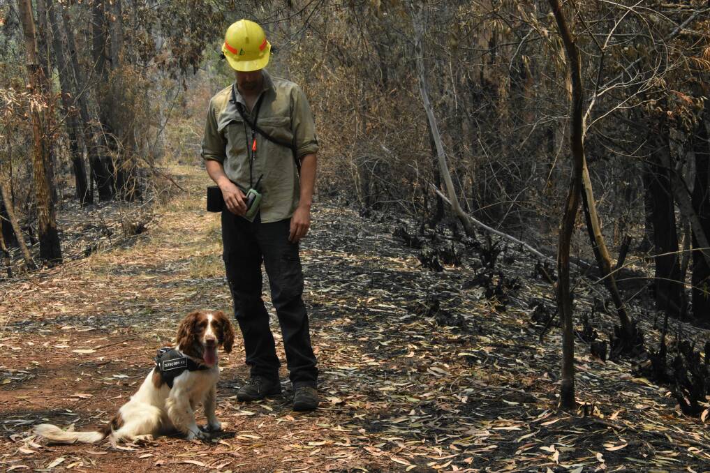 FIRE RAVAGED LANDSCAPE: Taylor with detection dog trainer Ryan Tate in Port Macquarie.