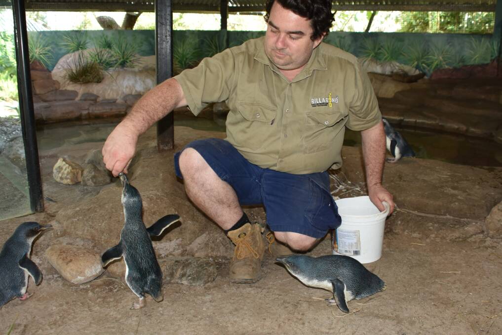 FEEDING TIME: Zoo keeper Kyle Cordwell feeding some adult penguins.