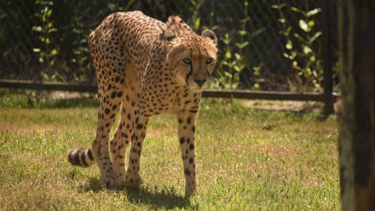 Prowling around: A cheetah at Billabong Wildlife and Koala Park.