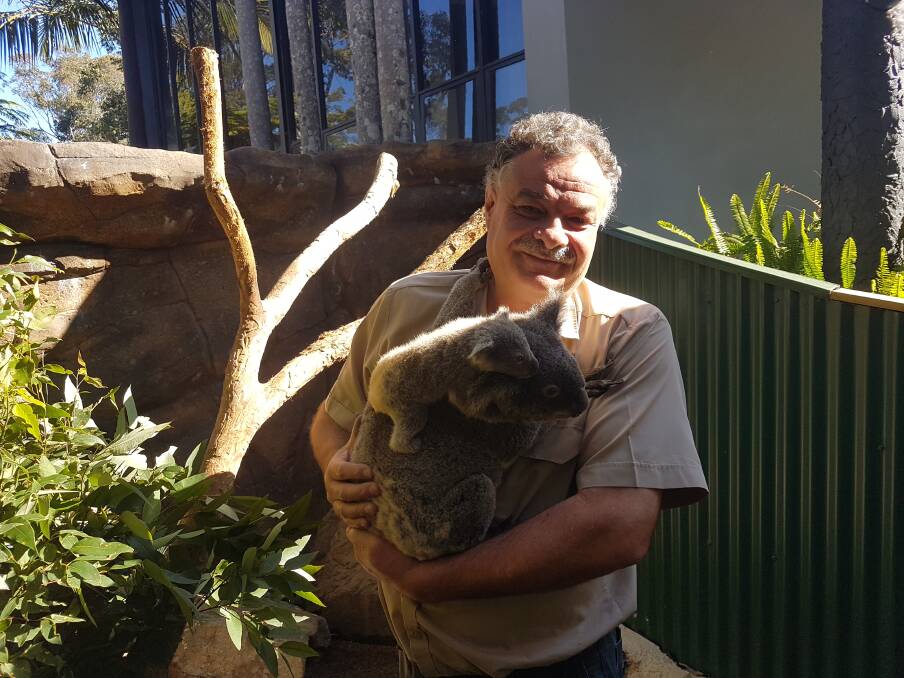 NEW ARRIVAL: Mark Stone with one of the koala joeys at Billabong Zoo.
