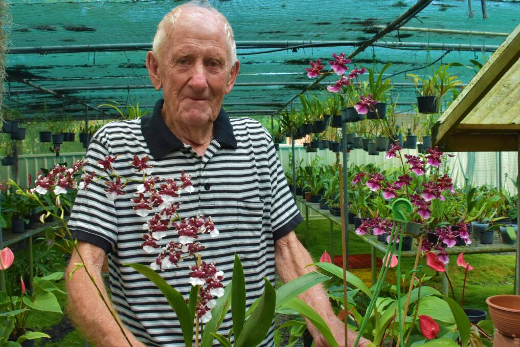 GREEN THUMBS: Camden Haven Orchid Society committee member Allan Wallace at his greenhouse at North Haven.