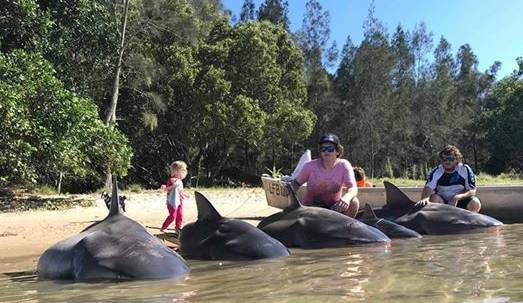 FINS ON THE SHORE: Sharks caught in the Macleay River on the morning of Monday, December 31 in 2018.