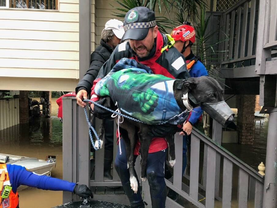 CARRIED TO SAFETY: A greyhounds rescued by NSW Police. Photo: Supplied.