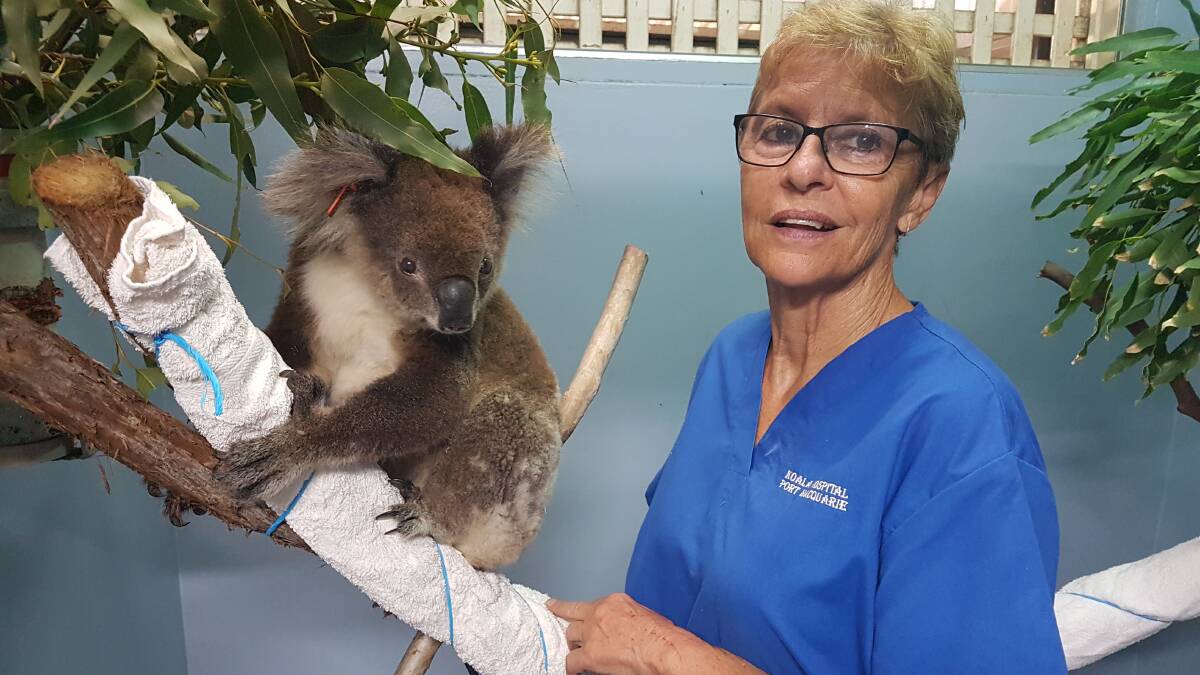Hanging around: A rescued koala with Port Macquarie Koala Hospital clinical director Cheyne Flanagan.