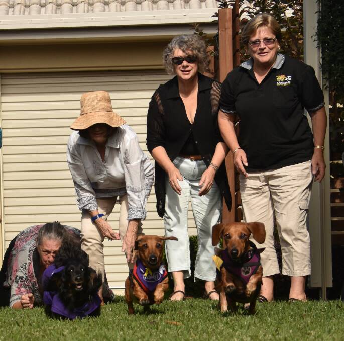 On the run: Port Macquarie Dachshund Group Heather Hutchinson, Lynette Godden, Donna Read and Helen Fuller.