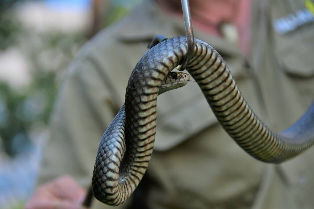 SMALL BUT DEADLY: An eastern brown snake in Port Macquarie.