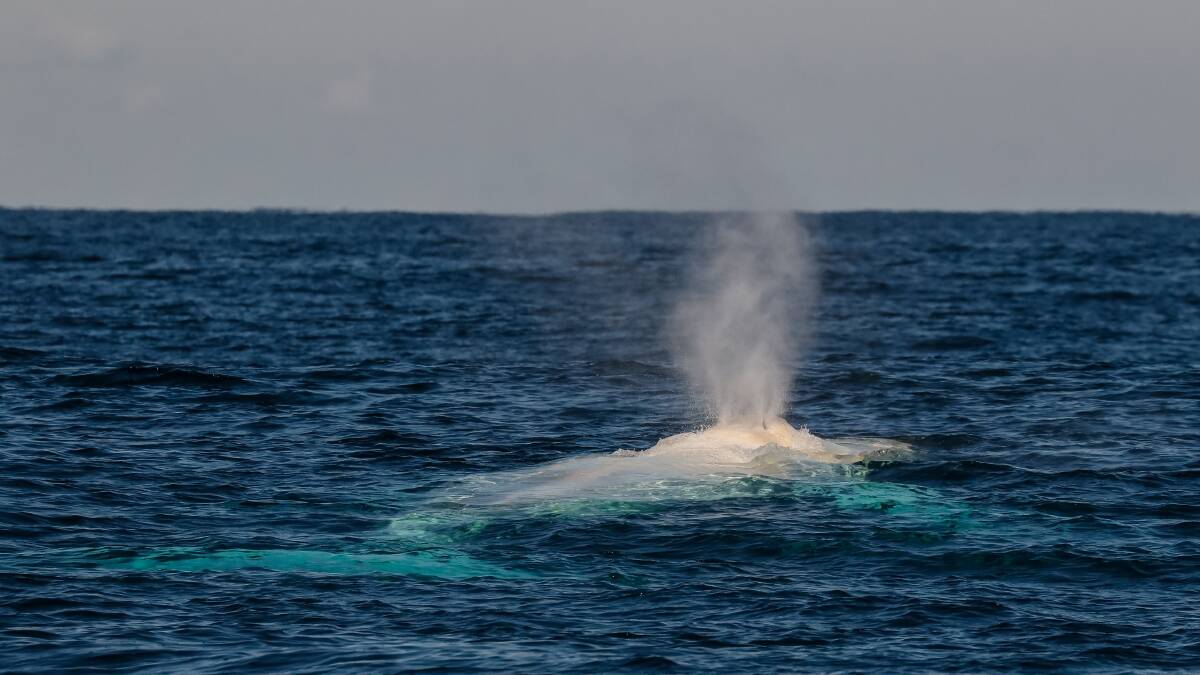 Surprise visit: Migaloo off Port Macquarie on July 29. Photo: Jodie Lowe's Marine Animal Photography.