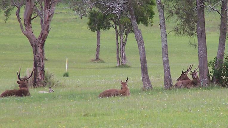 In the open: Deer are 'up and running' according to Port Macquarie hunters. Photo: Port Macquarie Hastings Council.