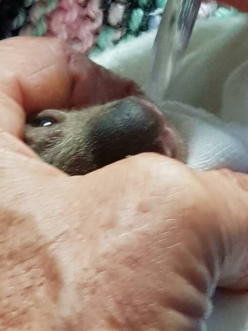 Young and struggling: Pixie being fed by hand. Photo: Port Macquarie Koala Hospital.