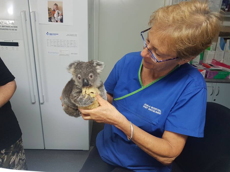 NURSED BACK TO HEALTH: Port Macquarie Koala Hospital's clinical director Cheyne Flanagan with a rescued koala.