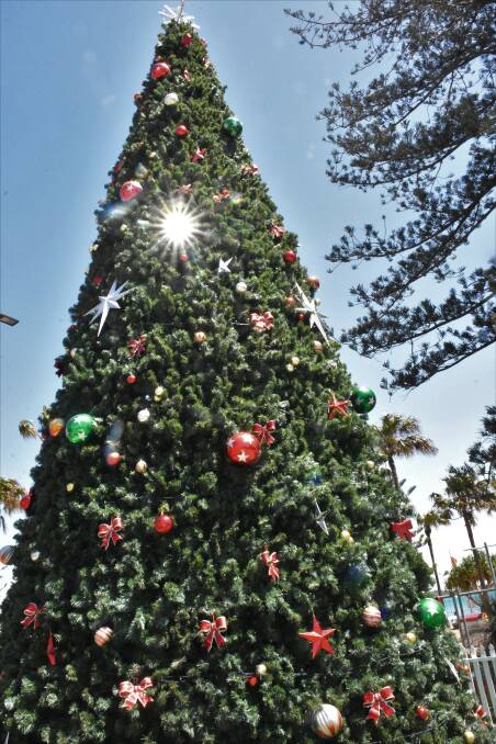 MORE THAN 50,000 BRANCHES: The Port Macquarie Christmas tree at Town Green.