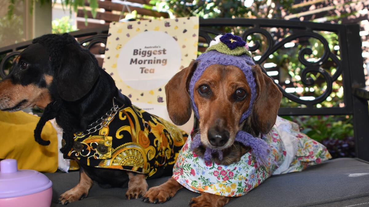 Dashing dachshunds raise a paw for cancer research