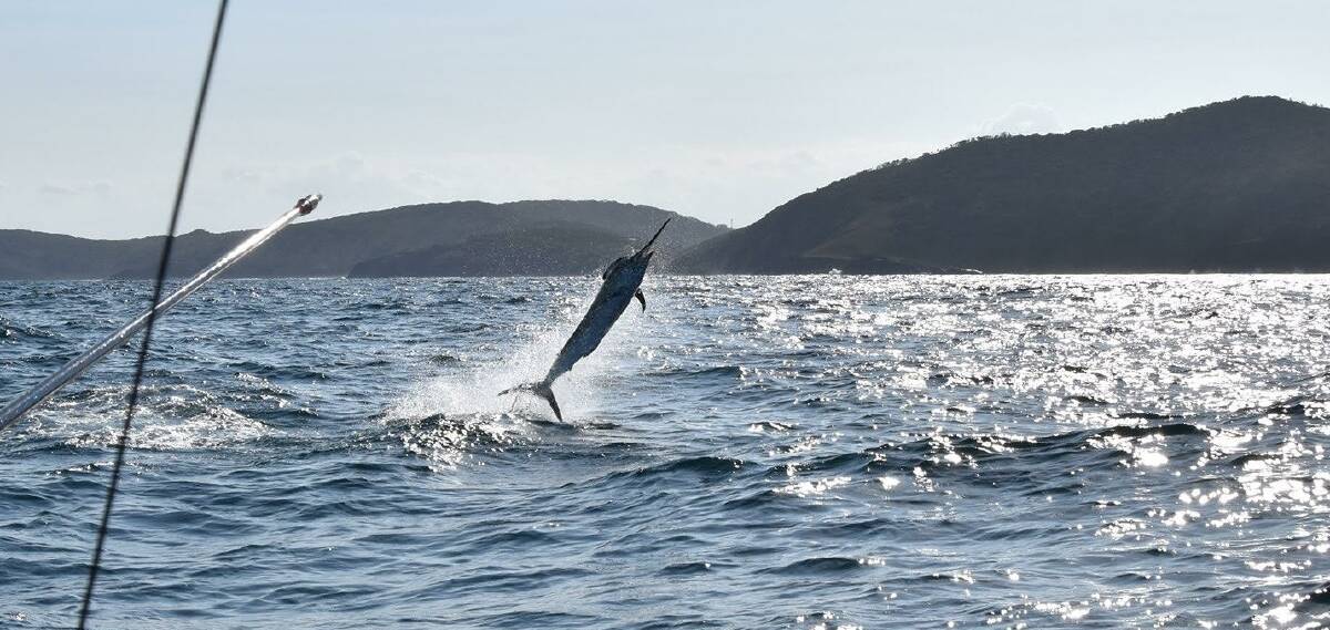 GOLDEN LURE: A marlin tagged off Port Macquarie during the competition. Photo: Port Macquarie Game Fishing Club.