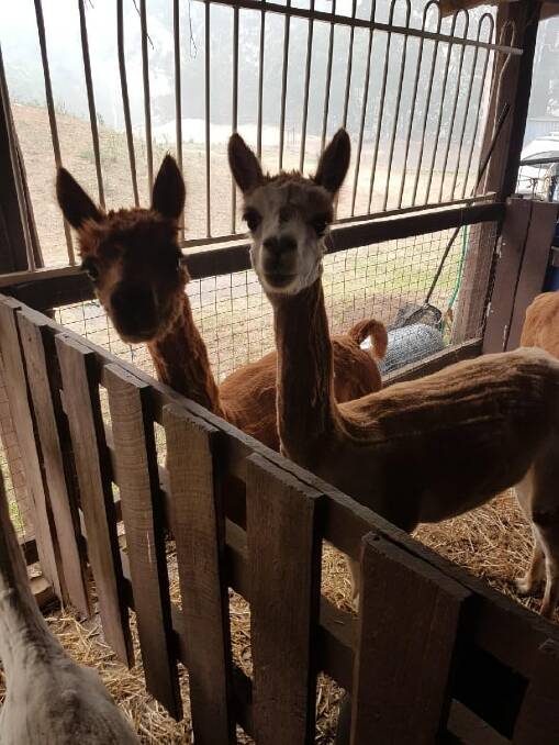 ANIMAL FARM: Alpacas in the yards at the showground. Photo: Bron Kalea.